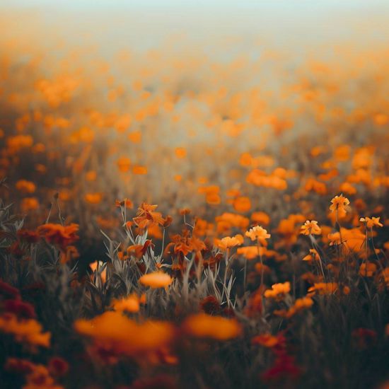 Field with Orange Flowers